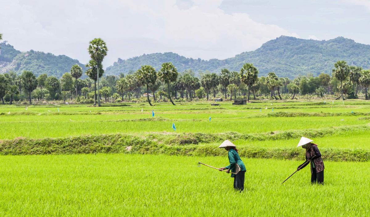 Soil Pollution in China - Livelihoods are on the line